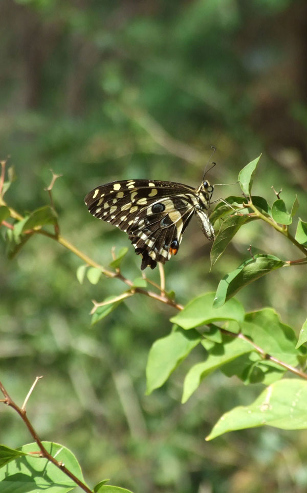butterfly
