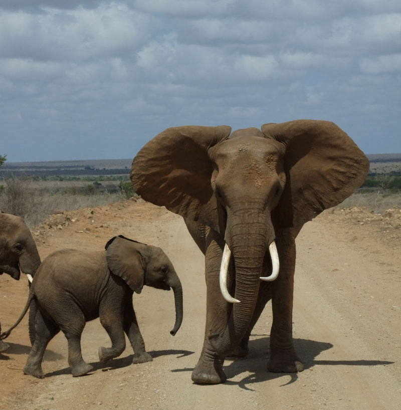 elefante arrabbiato