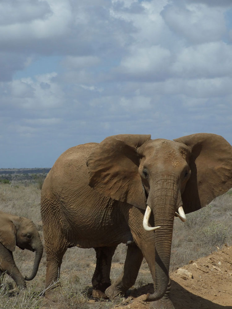 elefante quasi arrabbiato
