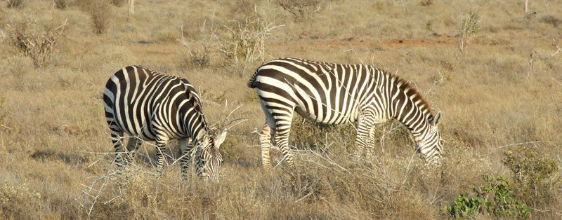 zebre affamate