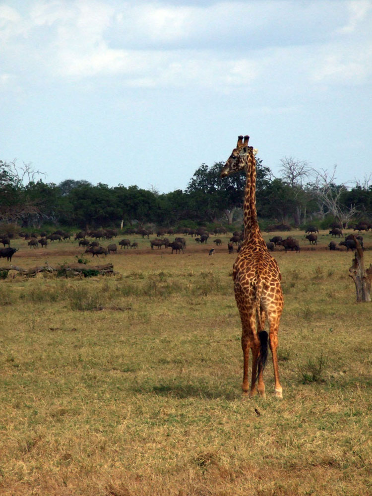 giraffa disinteressata