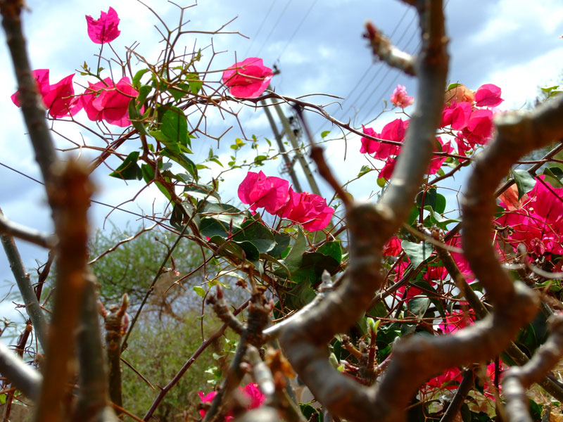 fiori