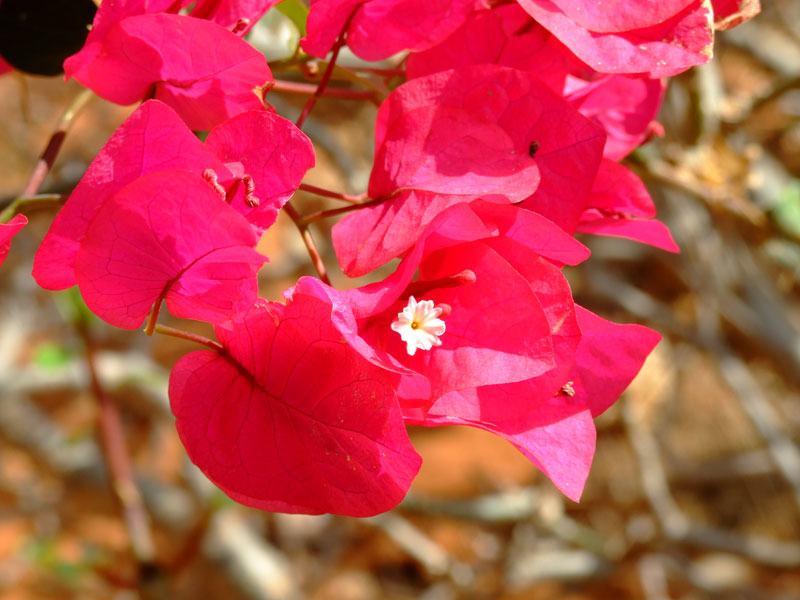 macro fiore