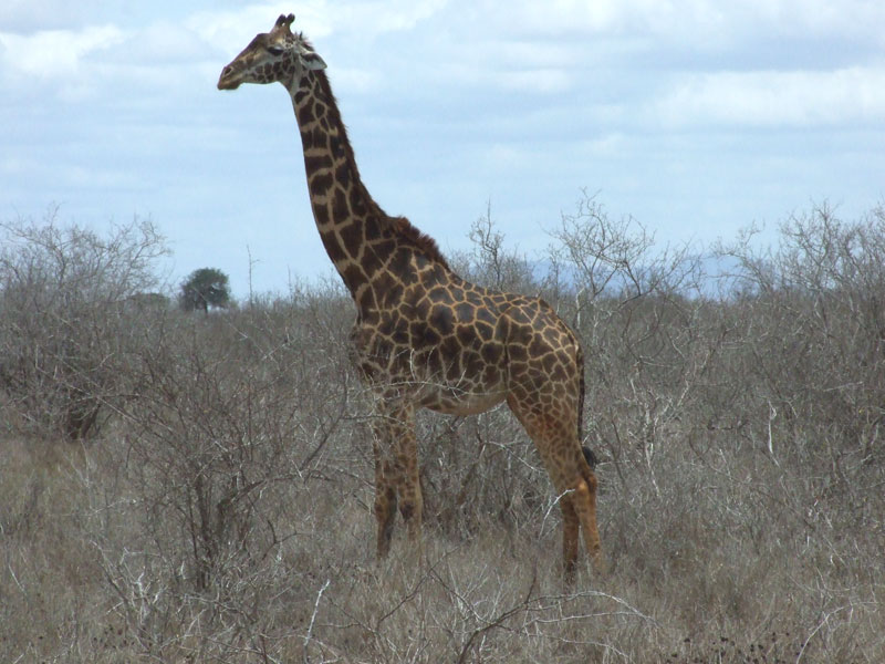 giraffa in posa
