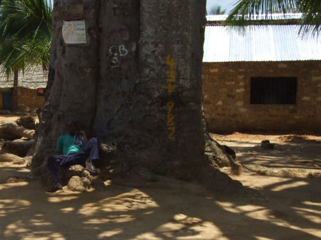 baobab