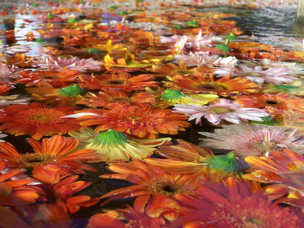 Fiori