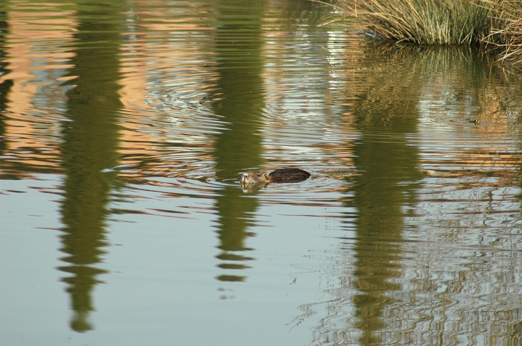 Nutria