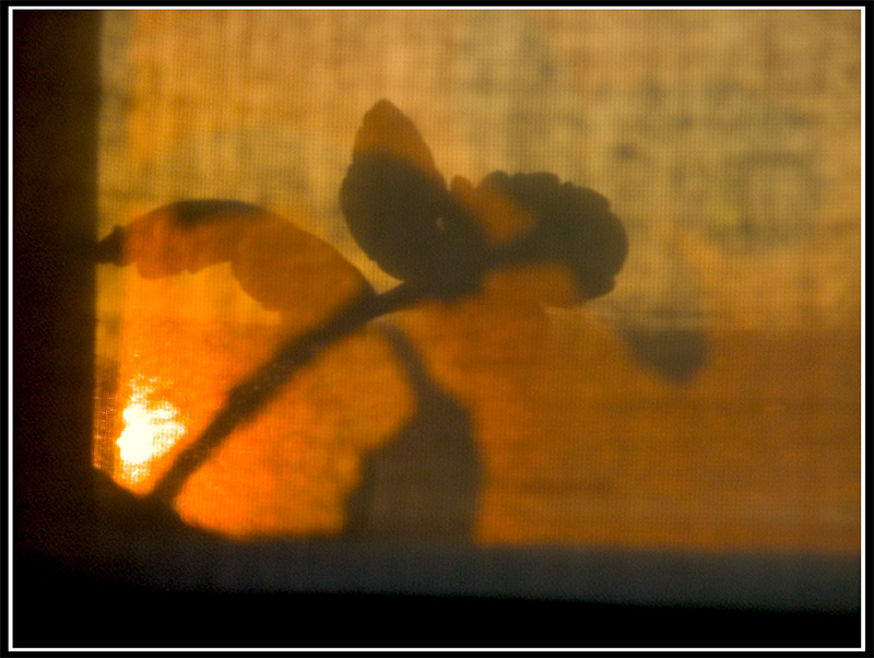 [ abstract ] Fiore al tramonto