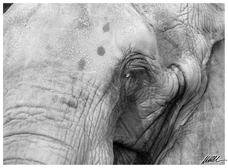 Elefante Indiano