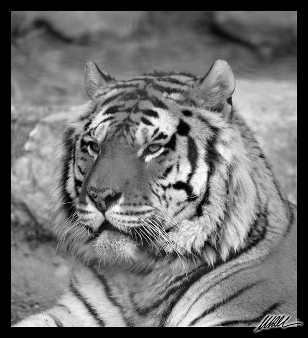 Tigre Siberiana
