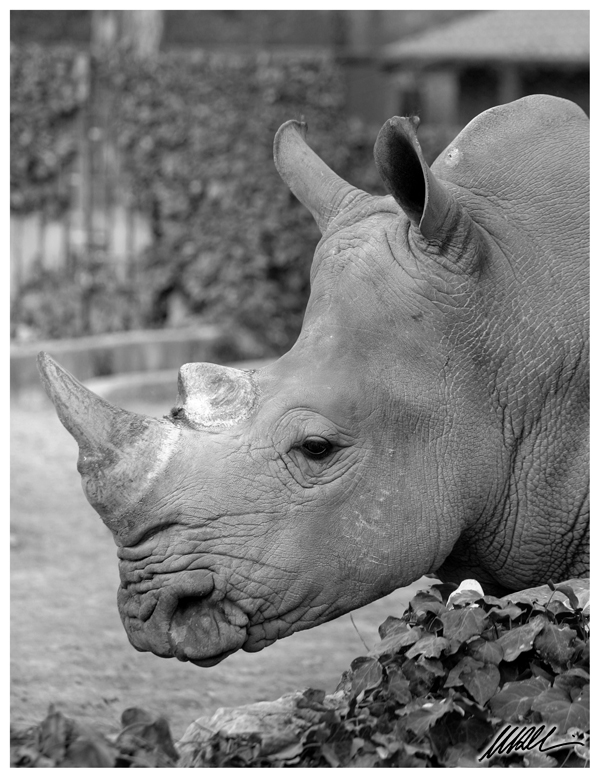 Rhino