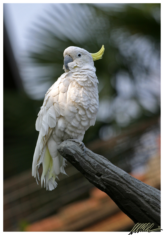 Cacatua