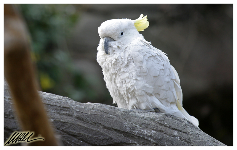 Cacatua 2