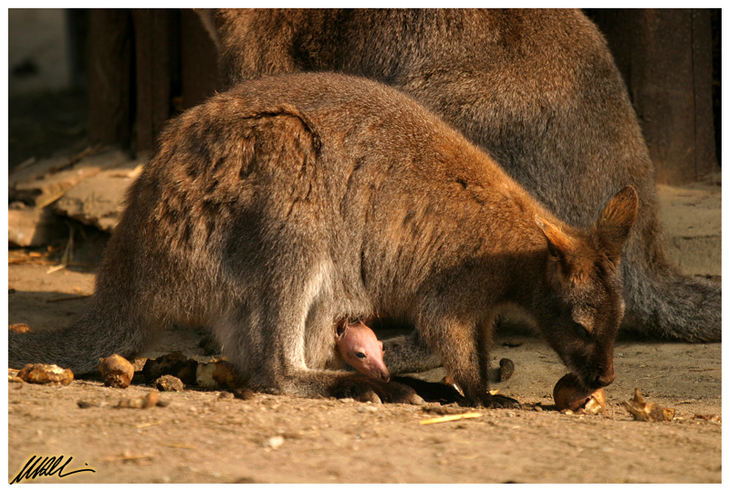 Canguro