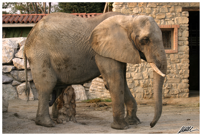 Elefante Indiano 3