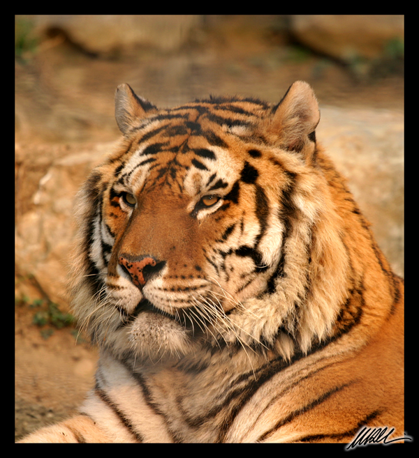 tiger