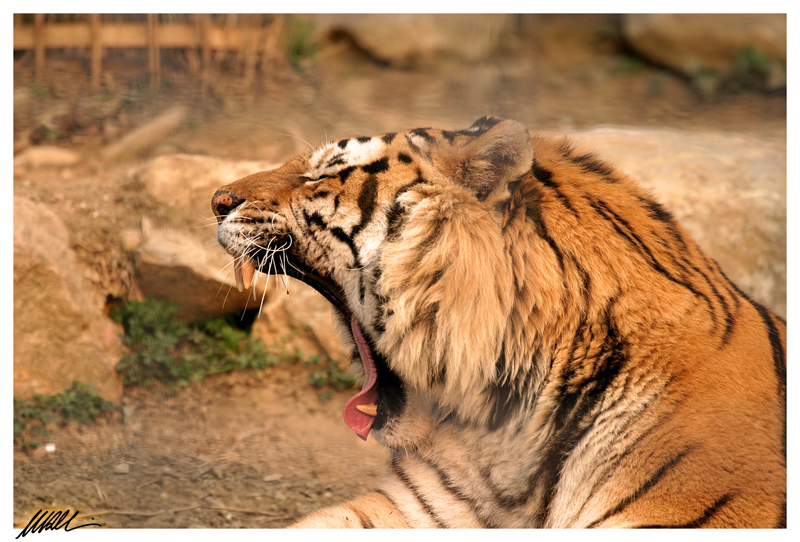 tiger 2