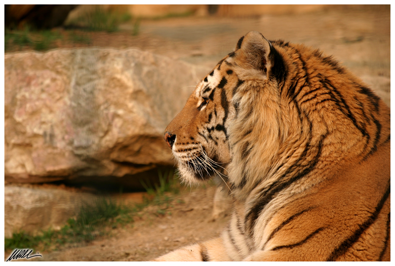 tiger 3
