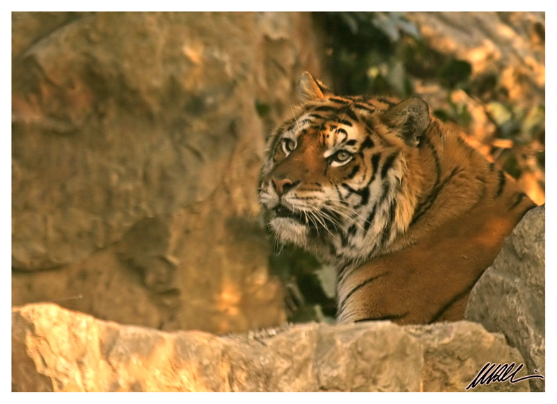 tiger 5