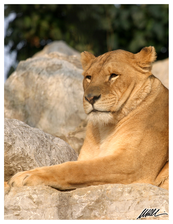 leonessa