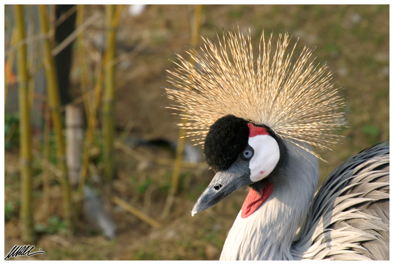 gru coronata