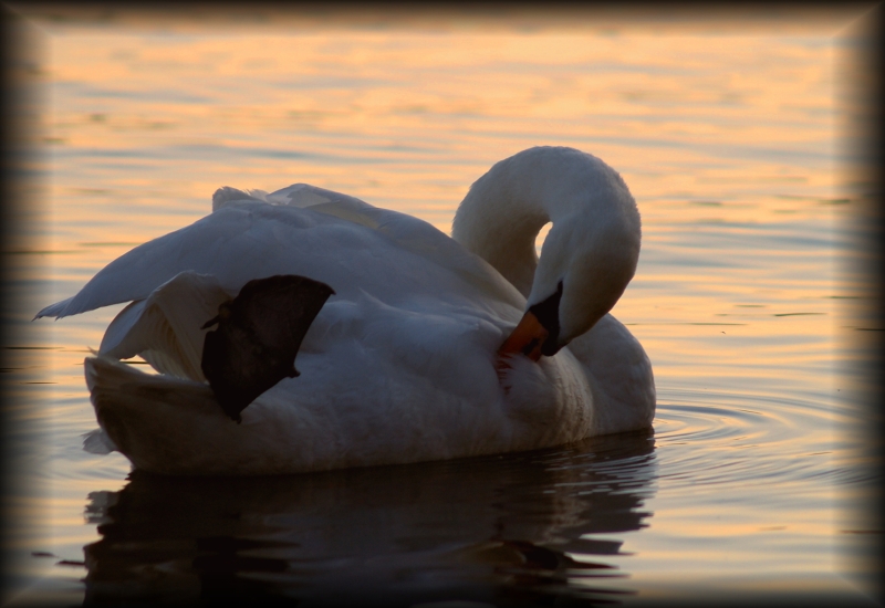 cigno