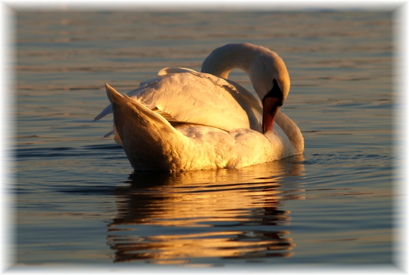 cigno4