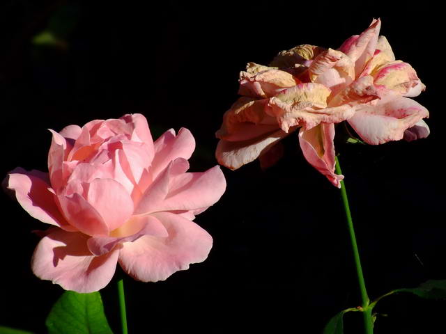 rose cortile