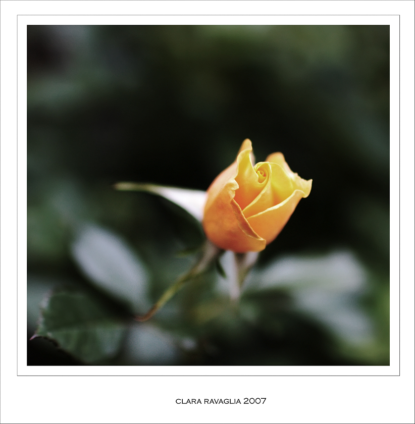 Arancio......