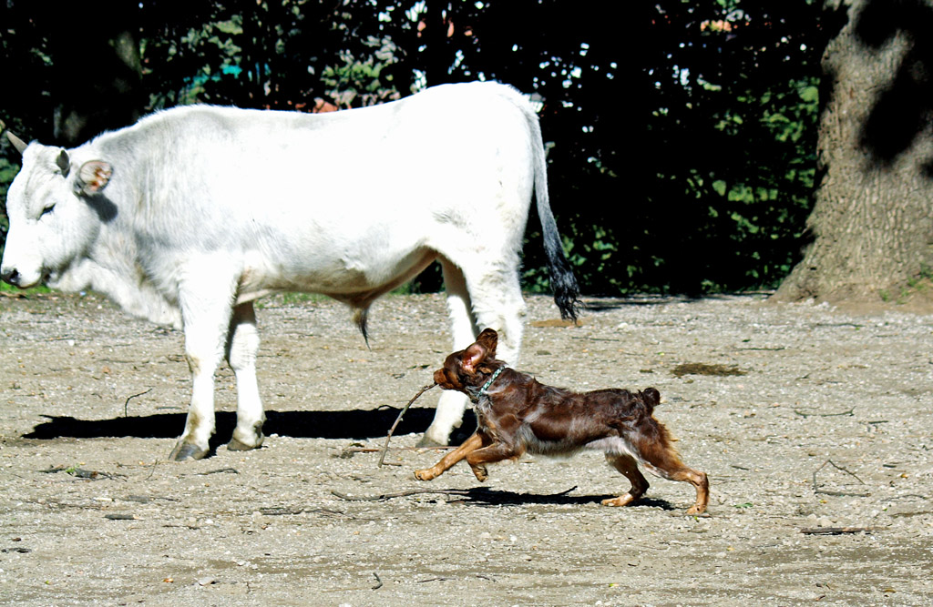 Dog