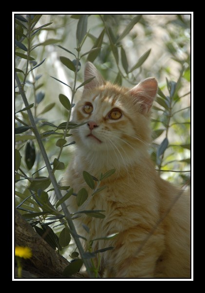 gatto
