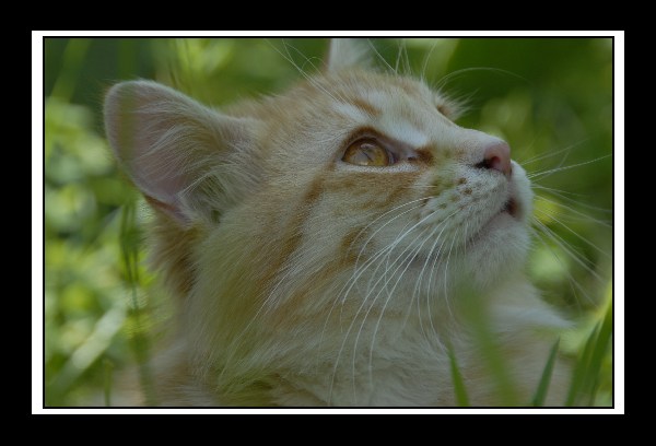 gatto 2