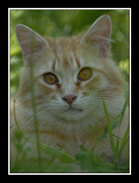 gatto 3