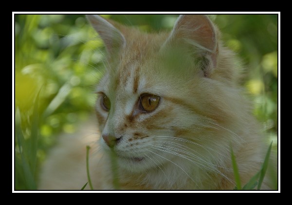 gatto 4