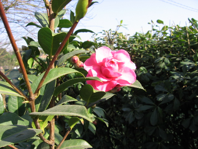 La prima primavera