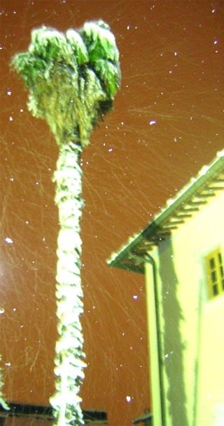 palmas