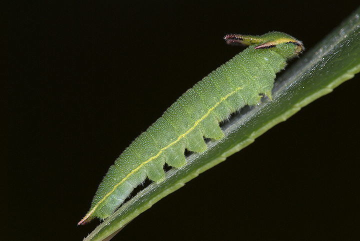 Bruco Charaxes Jasius