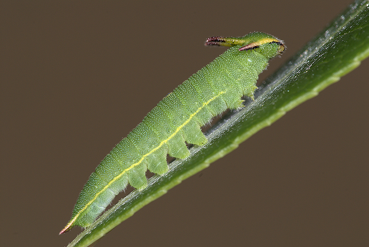 Bruco Charaxes Jasius