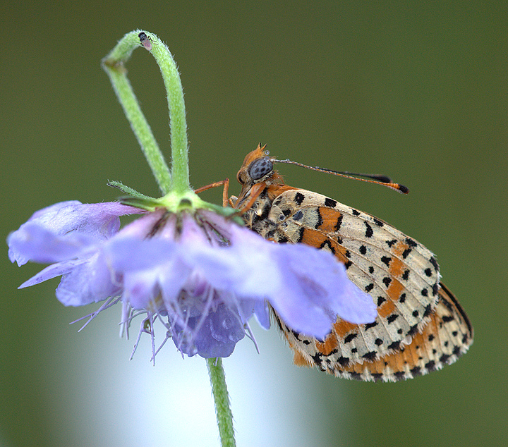 Melitaea didyma su "Vedovella"