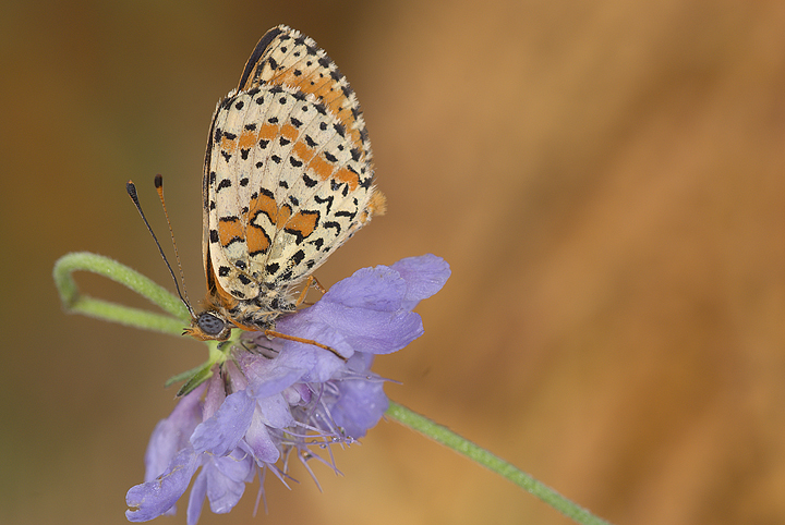 Melitaea didyma su "Vedovella"