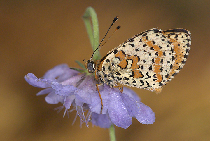 Melitaea didyma su "Vedovella"