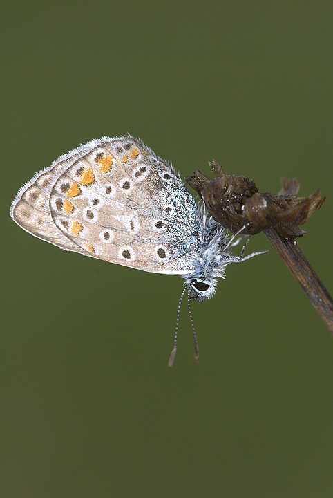 Lycenide