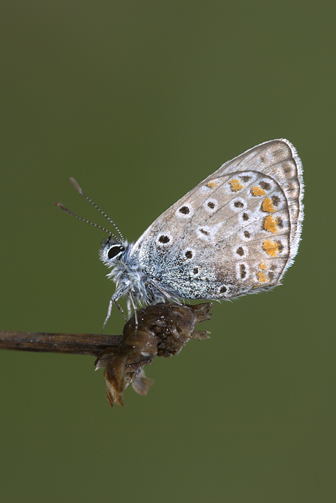 Lycenide