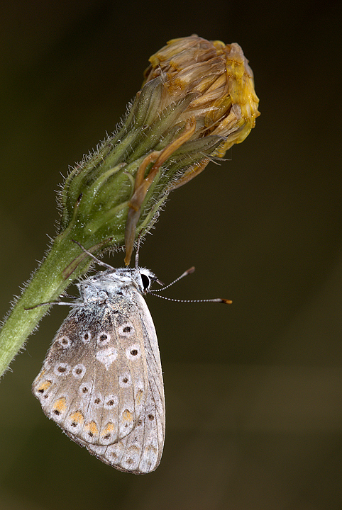 Lycenide su fiore