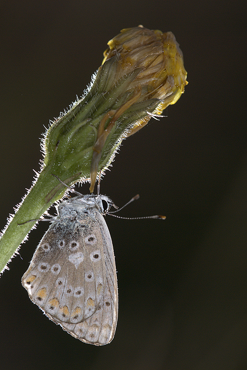 Lycenide su fiore