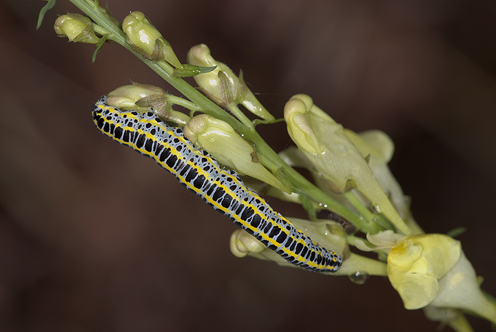 Bruco di Calophasia lunula su Linaiola Linaria vulgaris