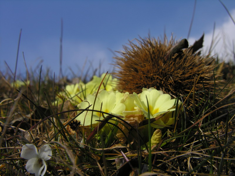 riccio e primule