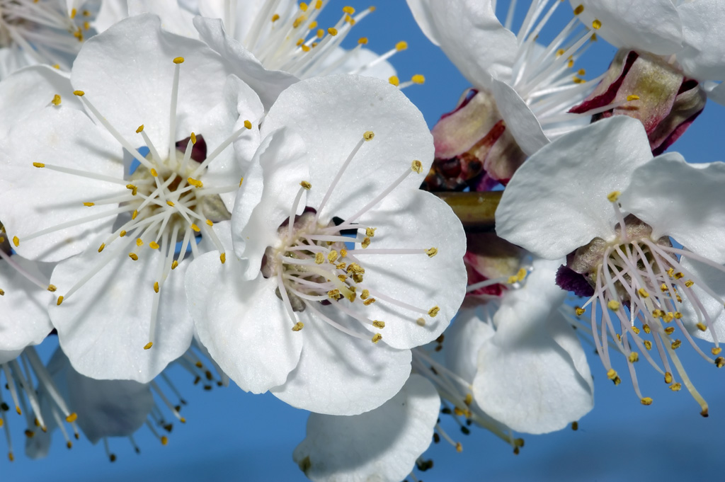 primavera1