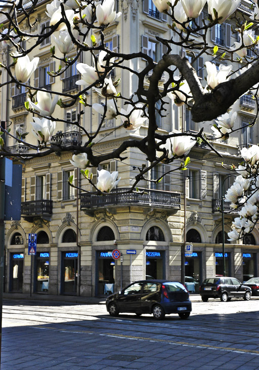 primavera in citt