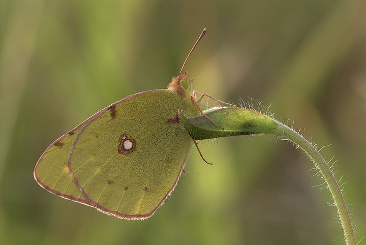 Colias crocea